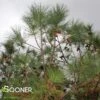 SLASH PINE -Sooner Plant Farm Shop DETA 100