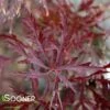 RED DRAGON WEEPING JAPANESE MAPLE -Sooner Plant Farm Shop DETA 1012