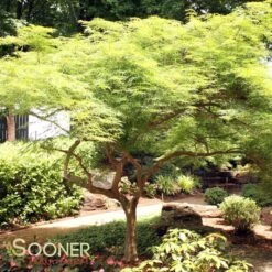 VIRIDIS WEEPING JAPANESE MAPLE 8 VIRIDIS WEEPING JAPANESE MAPLE -Sooner Plant Farm Shop DETA 1013