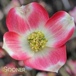CHEROKEE BRAVE® DOGWOOD -Sooner Plant Farm Shop DETA 1016