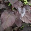 BURGUNDY HEARTS™ REDBUD -Sooner Plant Farm Shop DETA 1044