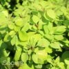 SUNJOY GOLD PILLAR® BARBERRY -Sooner Plant Farm Shop DETA 1054