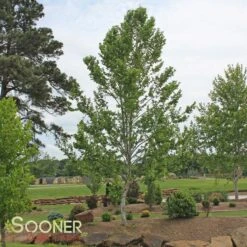 Sooner Plant Farm Shop -Sooner Plant Farm Shop DETA 1125