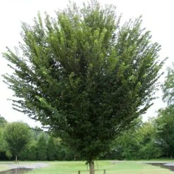 PRINCETON ELM -Sooner Plant Farm Shop DETA 1128