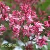 TINKERBELLE® LILAC -Sooner Plant Farm Shop DETA 1172