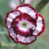 RASPBERRY SWIRL DIANTHUS 1 RASPBERRY SWIRL DIANTHUS -Sooner Plant Farm Shop DETA 1178