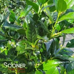 NELLIE R. STEVENS HOLLY 6 NELLIE R. STEVENS HOLLY -Sooner Plant Farm Shop DETA 1213