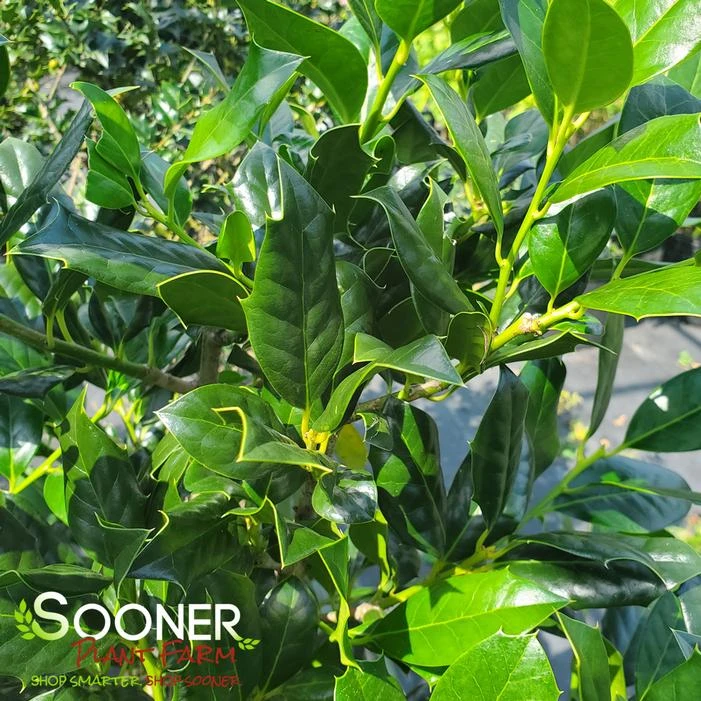 NELLIE R. STEVENS HOLLY 4 NELLIE R. STEVENS HOLLY - Image 2