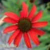 TOMATO SOUP CONEFLOWER -Sooner Plant Farm Shop DETA 1219