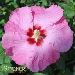 APHRODITE ALTHEA -Sooner Plant Farm Shop DETA 1241