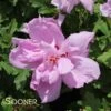 ARDENS PURPLE DOUBLE ALTHEA -Sooner Plant Farm Shop DETA 1242