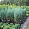 BLUE ARROW JUNIPER -Sooner Plant Farm Shop DETA 1250