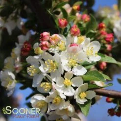 SARGENT TINA CRABAPPLE 9 SARGENT TINA CRABAPPLE -Sooner Plant Farm Shop DETA 1303