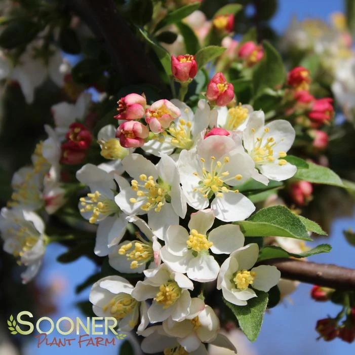 SARGENT TINA CRABAPPLE 6 SARGENT TINA CRABAPPLE - Image 4