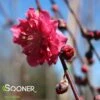 CRIMSON CASCADE WEEPING ORNAMENTAL PEACH -Sooner Plant Farm Shop DETA 1321