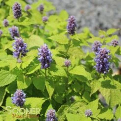 GOLDEN JUBILEE HYSSOP 7 GOLDEN JUBILEE HYSSOP -Sooner Plant Farm Shop DETA 1325
