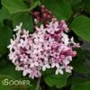 JOSEE LILAC 1 JOSEE LILAC -Sooner Plant Farm Shop DETA 1337