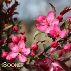 ROYAL RAINDROPS® CRABAPPLE -Sooner Plant Farm Shop DETA 1351