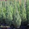 BLUE POINT JUNIPER -Sooner Plant Farm Shop DETA 136