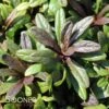 BLUEBERRY MUFFIN AJUGA -Sooner Plant Farm Shop DETA 1368