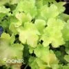 LIME MARMALADE CORAL BELLS 2 LIME MARMALADE CORAL BELLS -Sooner Plant Farm Shop DETA 1372