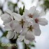 YOSHINO FLOWERING CHERRY -Sooner Plant Farm Shop DETA 14