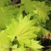 GOLDEN FULL MOON UPRIGHT JAPANESE MAPLE -Sooner Plant Farm Shop DETA 1407