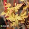 WINTER FLAME UPRIGHT JAPANESE MAPLE -Sooner Plant Farm Shop DETA 1433