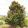 TEDDY BEAR® MAGNOLIA -Sooner Plant Farm Shop DETA 144
