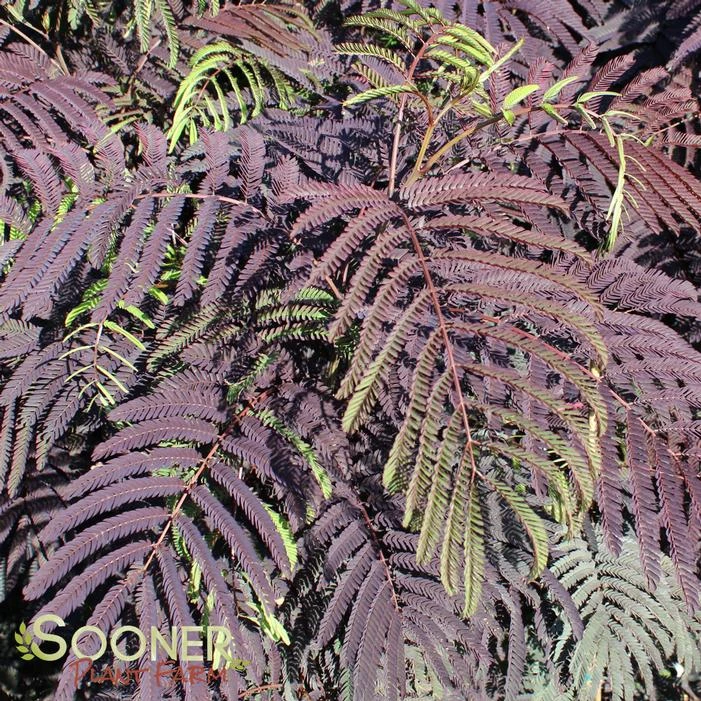 SUMMER CHOCOLATE MIMOSA 3 SUMMER CHOCOLATE MIMOSA