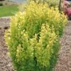 GOLDEN ROCKET BARBERRY 2 GOLDEN ROCKET BARBERRY -Sooner Plant Farm Shop DETA 1446
