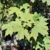 FALL FIESTAâ„¢ SUGAR MAPLE 1 FALL FIESTAâ„¢ SUGAR MAPLE -Sooner Plant Farm Shop DETA 1452