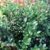 SKY BOX® JAPANESE HOLLY 1 SKY BOX® JAPANESE HOLLY -Sooner Plant Farm Shop DETA 1480