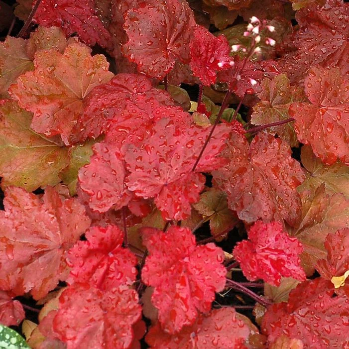 AUTUMN LEAVES CORAL BELLS 4 AUTUMN LEAVES CORAL BELLS - Image 2