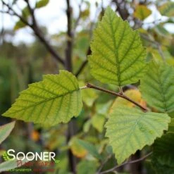 CITY SLICKER RIVER BIRCH -Sooner Plant Farm Shop DETA 1523