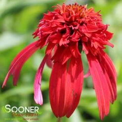HOT PAPAYA CONEFLOWER -Sooner Plant Farm Shop DETA 1525
