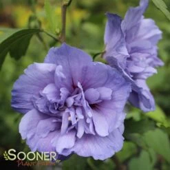 BLUE CHIFFON® ALTHEA 7 BLUE CHIFFON® ALTHEA -Sooner Plant Farm Shop DETA 1534