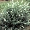 SILVER FROST BUTTERFLY BUSH 1 SILVER FROST BUTTERFLY BUSH -Sooner Plant Farm Shop DETA 1566