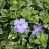 RALPH SHUGERT VINCA -Sooner Plant Farm Shop DETA 1621