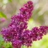 CHARLES JOLY LILAC -Sooner Plant Farm Shop DETA 170