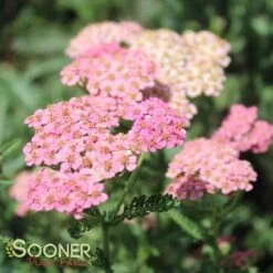 SUMMER PASTELS YARROW -Sooner Plant Farm Shop DETA 1720