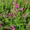 SUNSET HYSSOP 2 SUNSET HYSSOP -Sooner Plant Farm Shop DETA 1722