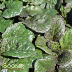 CATLIN'S GIANT AJUGA -Sooner Plant Farm Shop DETA 1723