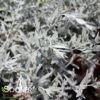 SILVER KING WORMWOOD -Sooner Plant Farm Shop DETA 1729