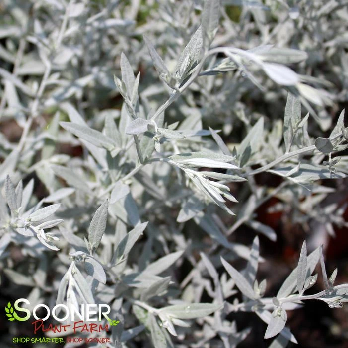 SILVER KING WORMWOOD 3 SILVER KING WORMWOOD
