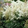 DEUTSCHLAND ASTILBE -Sooner Plant Farm Shop DETA 1730