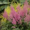 RHEINLAND ASTILBE -Sooner Plant Farm Shop DETA 1731
