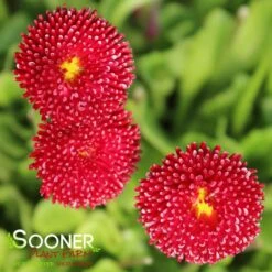 POMPONETTE ENGLISH DAISY MIX 8 POMPONETTE ENGLISH DAISY MIX -Sooner Plant Farm Shop DETA 1732