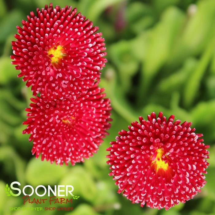 POMPONETTE ENGLISH DAISY MIX 5 POMPONETTE ENGLISH DAISY MIX - Image 3