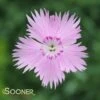 BATH'S PINK DIANTHUS 2 BATH'S PINK DIANTHUS -Sooner Plant Farm Shop DETA 1743